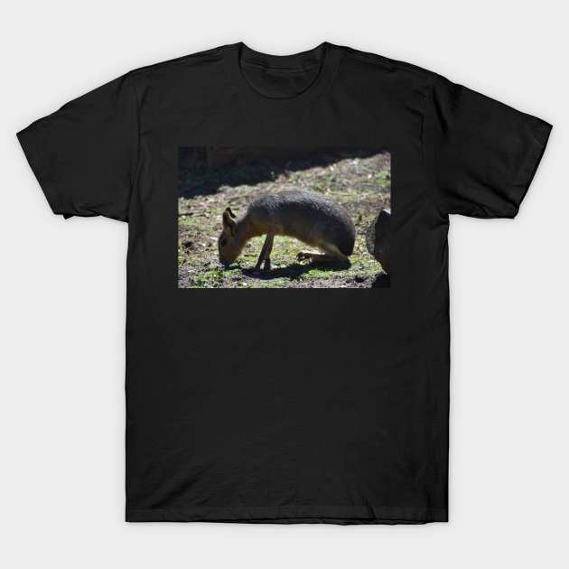 Patagonian Cavy T-Shirt by MarieDarcy